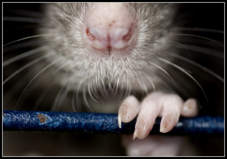 Musofobia: Miedo a las ratas y ratones