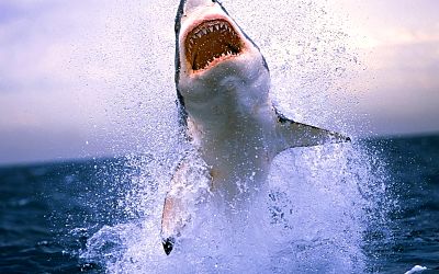 Selacofobia: Miedo a los tiburones